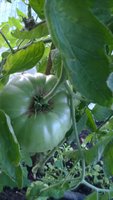 WP_20160720_028.jpg
