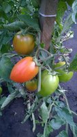 WP_20160721_004.jpg