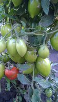 WP_20160721_005.jpg