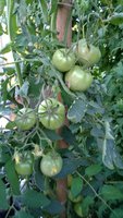WP_20160721_009.jpg
