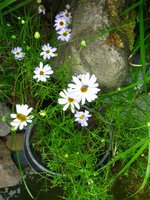 IMG_0995-1.jpg