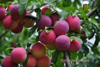 DSC_0123.JPG