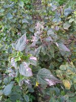 IMG_20160731_184923.jpg