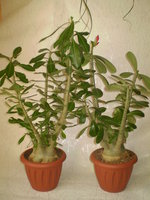 P1010037_01.JPG