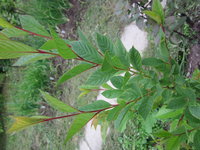 IMG_1865.JPG