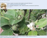 Дожди пошли, влага поступает и взрыв роста<br />Хотя, все-таки каждое растение имеет свой жизненный цикл ( nadjuscha )