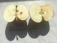 Изнутри. Семена светлокоричневые, однозначно не дозрели.<br />Вкус кисловато-сладковатый, &quot;разбавленный&quot; и не дошедший (до кондиций далеко). Аромат есть, но не сильный.