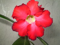 P1010038_01.JPG