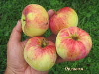 Орловим 21-08.JPG