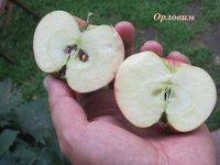 орловим разрез.JPG
