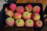 orlovim_2016_5.jpg
