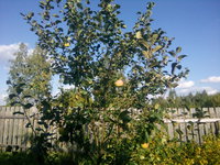 IMG_20160827_162306.jpg