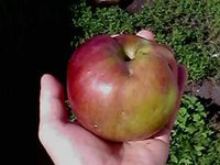 IMG0475A.jpg