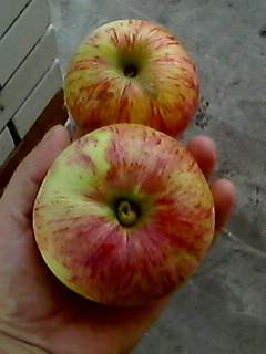 IMG0468A.jpg
