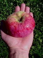 IMG0470A.jpg