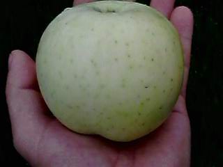 IMG0487A.jpg