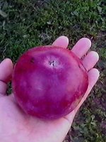 IMG0478A.jpg