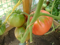 DSC06327.JPG