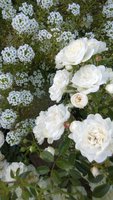 WP_20160912_011.jpg