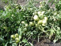 помидоры открытый грунт на 2 августа 1.jpg