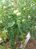 IMG_4693.JPG