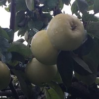 Яблоки очень сладкие, вообще без кислоты,сочные, начинают созревать в конце августа,неодновременно, сейчас еще много яблок висит. В холодильнике лежат месяц. С этой яблони не остается ни одного яблочка, все мимо не проходят, очень вкусные! Подскажите,пожалуйста, что за сорт у нас растет?
