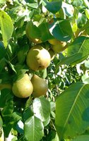 Платонаўская2_20160914.jpg