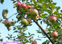 P1080164-3.jpg