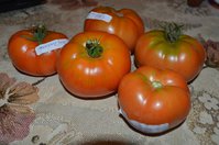 DSC_0098.1.jpg