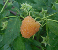 DSCN0182m2.jpg