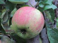 IMG_5245.JPG