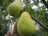 IMG_1165.JPG