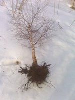 корешки и ствол