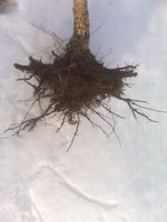 корешки крупным планом