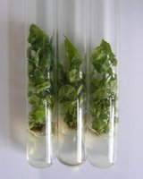 Размножение подвоев яблони в культуре in vitro