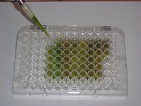 7 ELISA-тест адаптированных растений на наличие вирусов 2