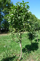 P1100303.JPG