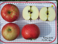Орлинка-16-13.JPG