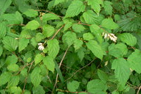 P1020108.JPG