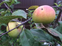 IMG_5509.JPG