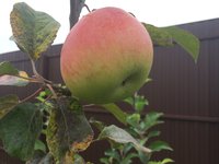 IMG_5514.JPG