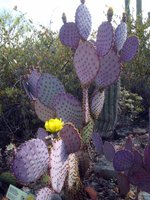 Opuntia-santa-rita.jpg