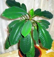 euphorbia4.jpg