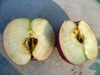 неизвестное яблоко в разрезе на 10 августа.jpg