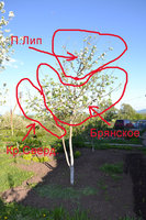Брянское2.jpg