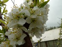 Шаровая (китайская слива)