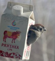 Щас-с спою.jpg