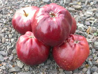 Apple Bloody Ploughman.JPG