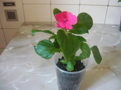 Бальзамин Беби малиново-розовый. 50р. В налиии один саженец.