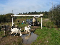 по дороге к дому - упс... человек моет машину. Кобель контролирует ситуацию параллельно мне (во мне он углядел бОльшую угрозу, чем в автолюбителе). Хозяин стада больше озабочен чтобы козы чего не попортили и не спёрли